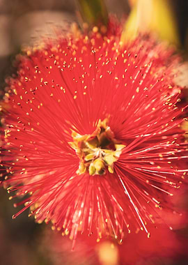 Bottle Brush