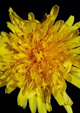 Taraxacum yellow flower