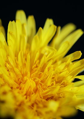 Taraxacum officinale macro