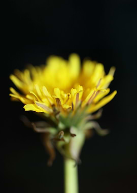 Taraxacum officinale macro