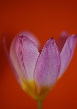 Crocus flower close up