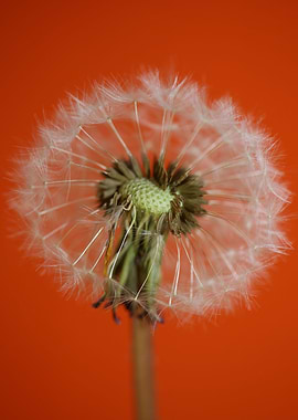 Taraxacum blow ball macro