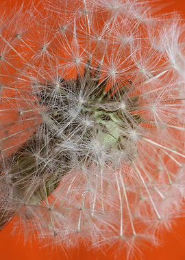 Taraxacum flower close up