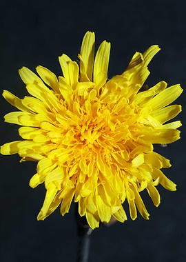 Taraxacum officinale macro