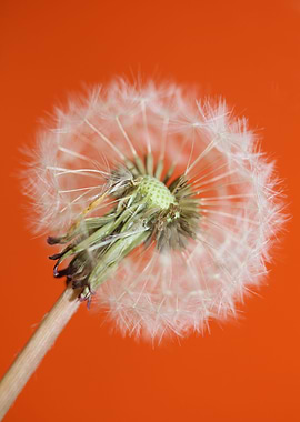 Dandelion blow ball macro
