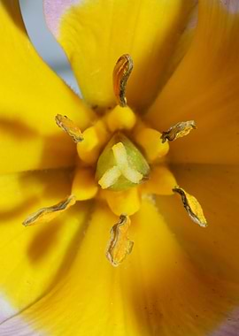 Crocus vernus blossoming