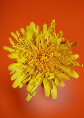 Taraxacum yellow flower