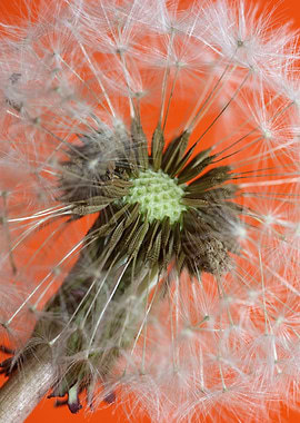 Taraxacum flower close up