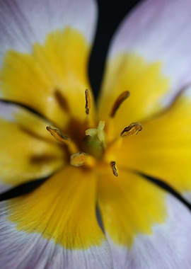 Crocus vernus Iridaceae