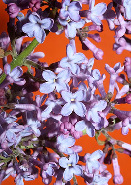 Syringa vulgaris L macro