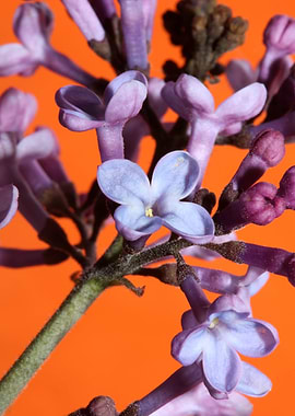 Syringa vulgaris close up