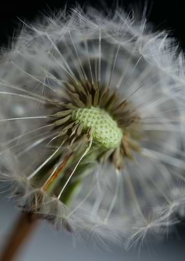 Blow ball dandelion macro