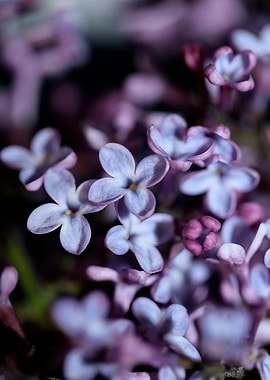 Syringa vulgaris close up