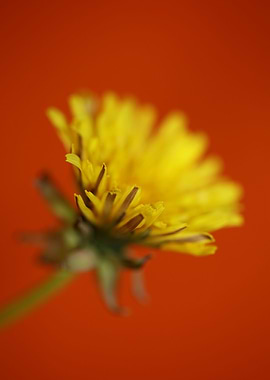 Taraxacum yellow flower
