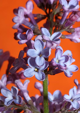 Purple syringa blossoming