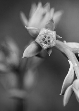 Crinoline Ruffles Flower