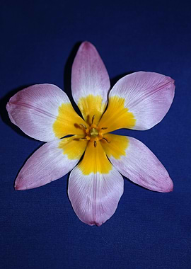 Crocus flower blossoming