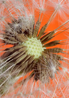 Taraxacum blow ball macro