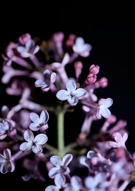 Syringa vulgaris oleaceae