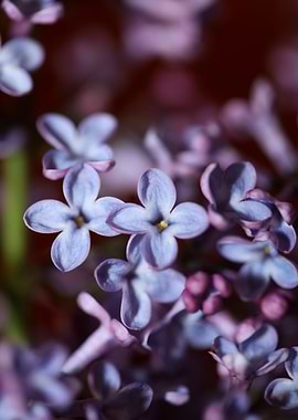 Flower syringa vulgaris