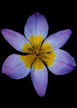 Crocus vernus flower macro