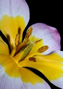 Crocus vernus blossoming