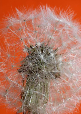Taraxacum flower close up