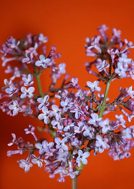 Syringa vulgaris L macro