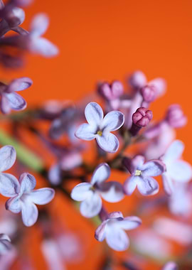 Flower syringa vulgaris