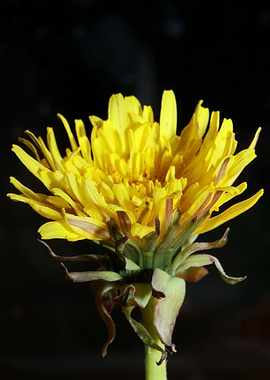 Taraxacum officinale macro