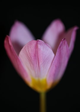 Crocus vernus flower macro