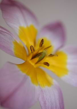 Crocus vernus Iridaceae
