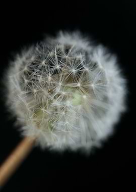 Blow ball dandelion macro