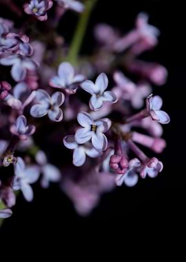 Syringa vulgaris blossom