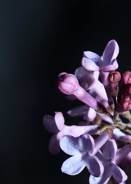 Syringa vulgaris blossom