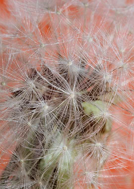 Taraxacum flower close up
