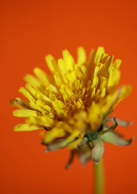 Taraxacum yellow flower