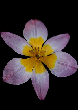 Crocus vernus flower macro
