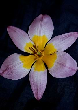 Crocus flower close up