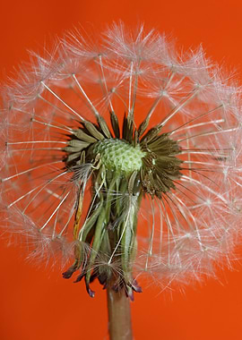 Taraxacum flower close up