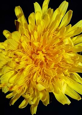 Taraxacum yellow flower