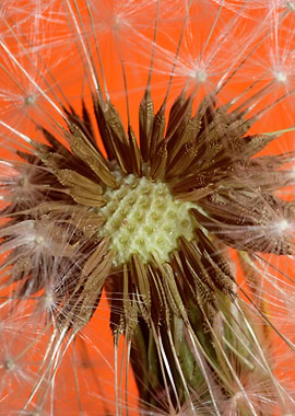 Taraxacum flower close up