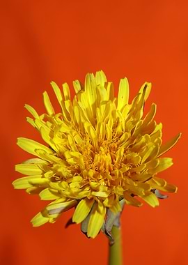 Taraxacum flower blossom