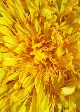 Taraxacum yellow flower