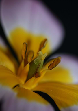 Crocus vernus blossoming