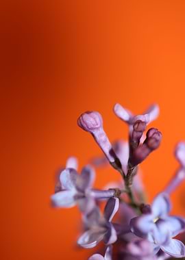 Flower syringa vulgaris