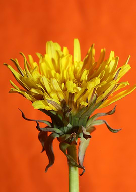 Taraxacum yellow flower