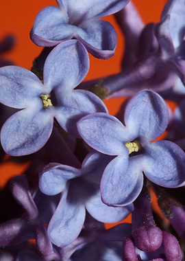 Purple syringa flowering