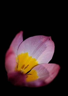 Crocus vernus flower macro