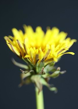 Taraxacum officinale macro